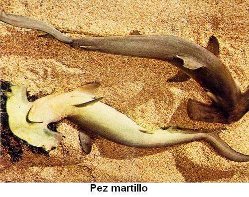 Pez martillo.jpg